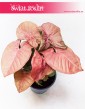 Syngonium Red Heart, Zroślicha 4