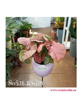 Syngonium Red Heart, Zroślicha, Rośliny kwiaty doniczkowe sklep, rosliny pokojowe, rośliny na zielony parapet