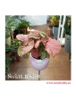 Syngonium Red Heart, Zroślicha, Rośliny kwiaty doniczkowe sklep, rosliny pokojowe, rośliny na zielony parapet