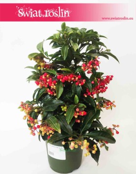 Ardizja Crenata, Ardisia Crenata, sklep z roślinami