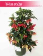 Ardizja Crenata, Ardisia Crenata, sklep z roślinami