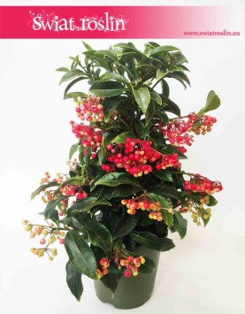 Ardisia Crenata, Ardizja Crenata