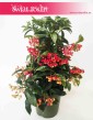 Ardisia Crenata, Ardizja Crenata