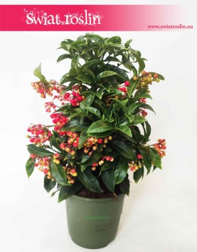 Ardisia Crenata, Ardizja Crenata, wysyłka roślin doniczkowych