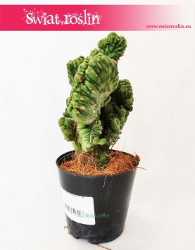 Cereus, Cereus Monstrosusa, Pałczak Monstrosusa 3