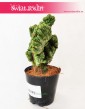 Cereus, Cereus Monstrosusa, Pałczak Monstrosusa 3