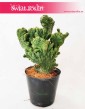 Cereus, Cereus Monstrosusa, Pałczak Monstrosusa
