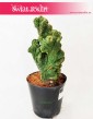 Cereus, Cereus Monstrosusa, Pałczak Monstrosusa 4