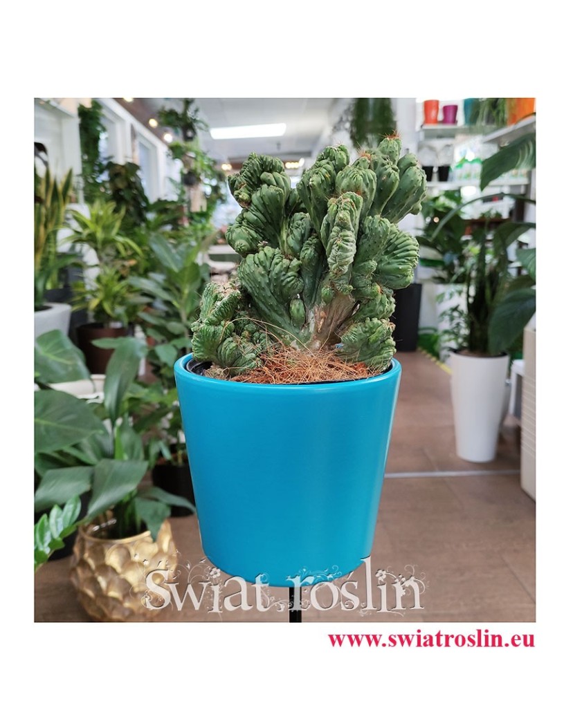 Cereus, Cereus Monstrosusa, Pałczak Monstrosusa, cereus peruwiański  Monstrosusa,