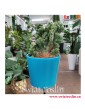 Cereus, Cereus Monstrosusa, Pałczak Monstrosusa, cereus peruwiański  Monstrosusa,