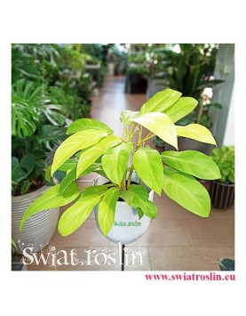 Filodendron philodendron Lemon Lime, Filodendron Philodendron Malay Gold, sklep kwiaty rośliny doniczkowe pokojowe