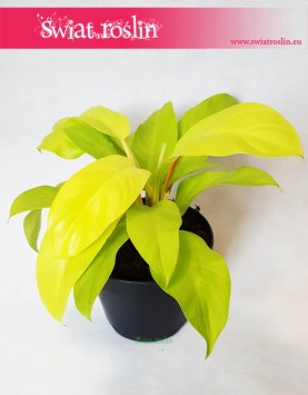 Philodendron Malay Gold, Philodendron Hansoti's Gold, Filodendron Malay Gold, Filodendron Hansotis Gold, Filodendron Lemon Lime