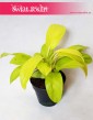 Philodendron Malay Gold, Philodendron Hansoti's Gold, 4
