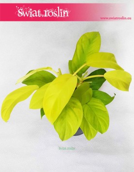 Philodendron Malay Gold, Philodendron Hansoti's Gold 3