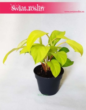 Filodendron Malay Gold, Filodendron Hansotis Gold, Filodendron Lemon Lime, Philodendron Lemon Lime, Philodendron Malay Gold 2