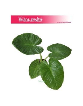 Alokazja Calidora, Alocasia Calidora 1