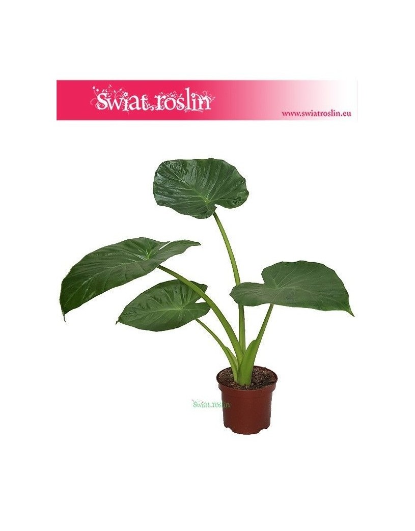 Alokazja Calidora, Alocasia Calidora 2