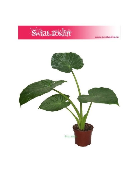 Alokazja Calidora, Alocasia Calidora 2