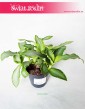 Murdannia Bright Star, Trawa Bright Star 5