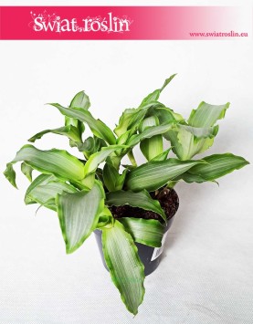 Murdannia Bright Star, Trawa Bright Star 1
