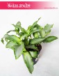 Murdannia Bright Star, Trawa Bright Star 1