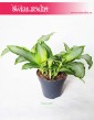 Murdannia Bright Star, Trawa Bright Star 2