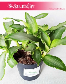 Murdannia Bright Star, Trawa Bright Star 3