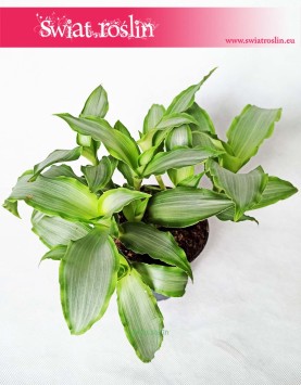 Murdannia Bright Star, Trawa Bright Star 4