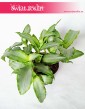 Murdannia Bright Star, Trawa Bright Star 4
