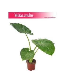 Alokazja Calidora, Alocasia Calidora 3