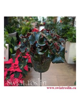 rośliny Kraków, Begonia Erythrophylla Black Jungle, Ukośnica, Begonia Black Jungle, begonia black
