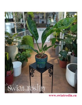 Anthurium Jungle Bush, Anturium Jungle Bush, Anturium sklep, Anthurium sklep, do biura, do firmy, na parapet