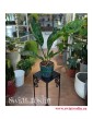 Anthurium Jungle Bush, Anturium Jungle Bush, Anturium sklep, Anthurium sklep, do biura, do firmy, na parapet