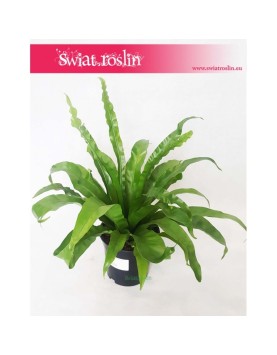 Asplenium Antiquum, Zanokcica 1