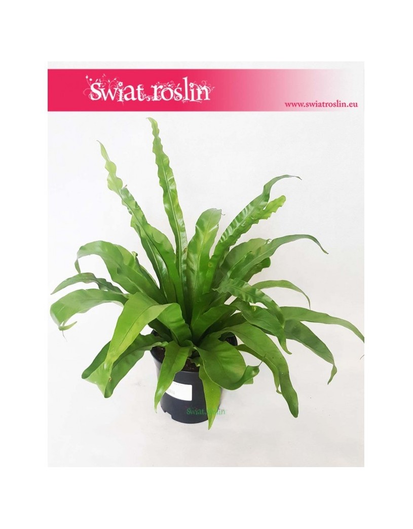 Asplenium Antiquum, Zanokcica 1