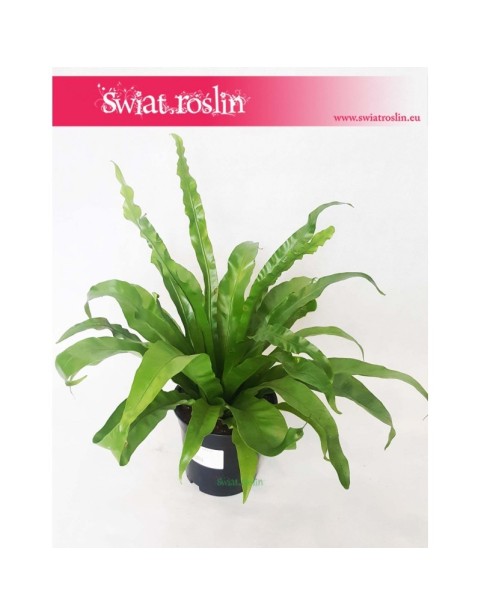 Asplenium Antiquum, Zanokcica 1