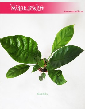 Anthurium Jungle Bush, Anturium Jungle Bush 2