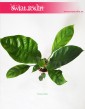 Anthurium Jungle Bush, Anturium Jungle Bush 2