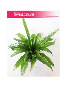 Asplenium Antiquum, Zanokcica 2