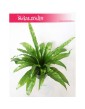 Asplenium Antiquum, Zanokcica 2
