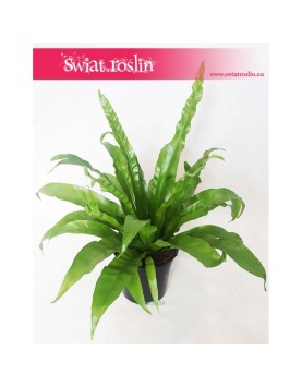 Asplenium Antiquum, Zanokcica 3