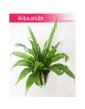 Asplenium Antiquum, Zanokcica 3