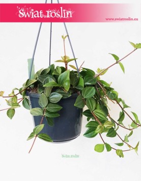 Peperomia Angulata Rocca Scuro, Pieprzówka Angulata Rocca Scuro 2