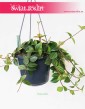 Peperomia Angulata Rocca Scuro, Pieprzówka Angulata Rocca Scuro 2