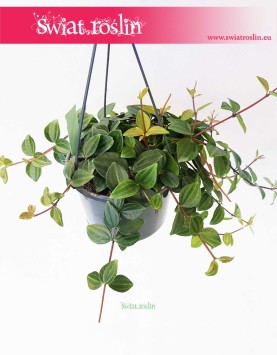Peperomia Angulata Rocca Scuro, Pieprzówka Angulata Rocca Scuro 4