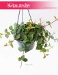 Peperomia Angulata Rocca Scuro, Pieprzówka Angulata Rocca Scuro 4