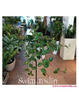 Peperomia Angulata Rocca Scuro, Pieprzówka Angulata Rocca Scuro, popularne rosliny, modne rośliny, rośliny na parapet, pnącza
