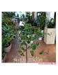 Peperomia Angulata Rocca Scuro, Pieprzówka Angulata Rocca Scuro, popularne rosliny, modne rośliny, rośliny na parapet, pnącza
