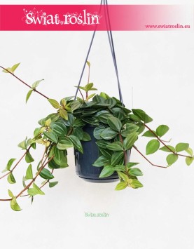 Peperomia Angulata Rocca Scuro, Pieprzówka Angulata Rocca Scuro