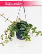 Peperomia Angulata Rocca Scuro, Pieprzówka Angulata Rocca Scuro